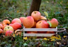 Jabolka v sadovnjaku
