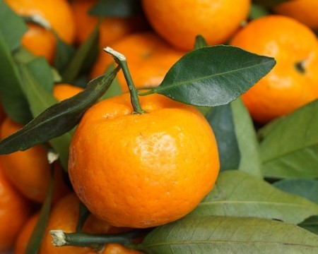 mandarine, mandarine z doline Neretve, hrvaške mandarine, domače mandarine, mandarine iz doline Neretve